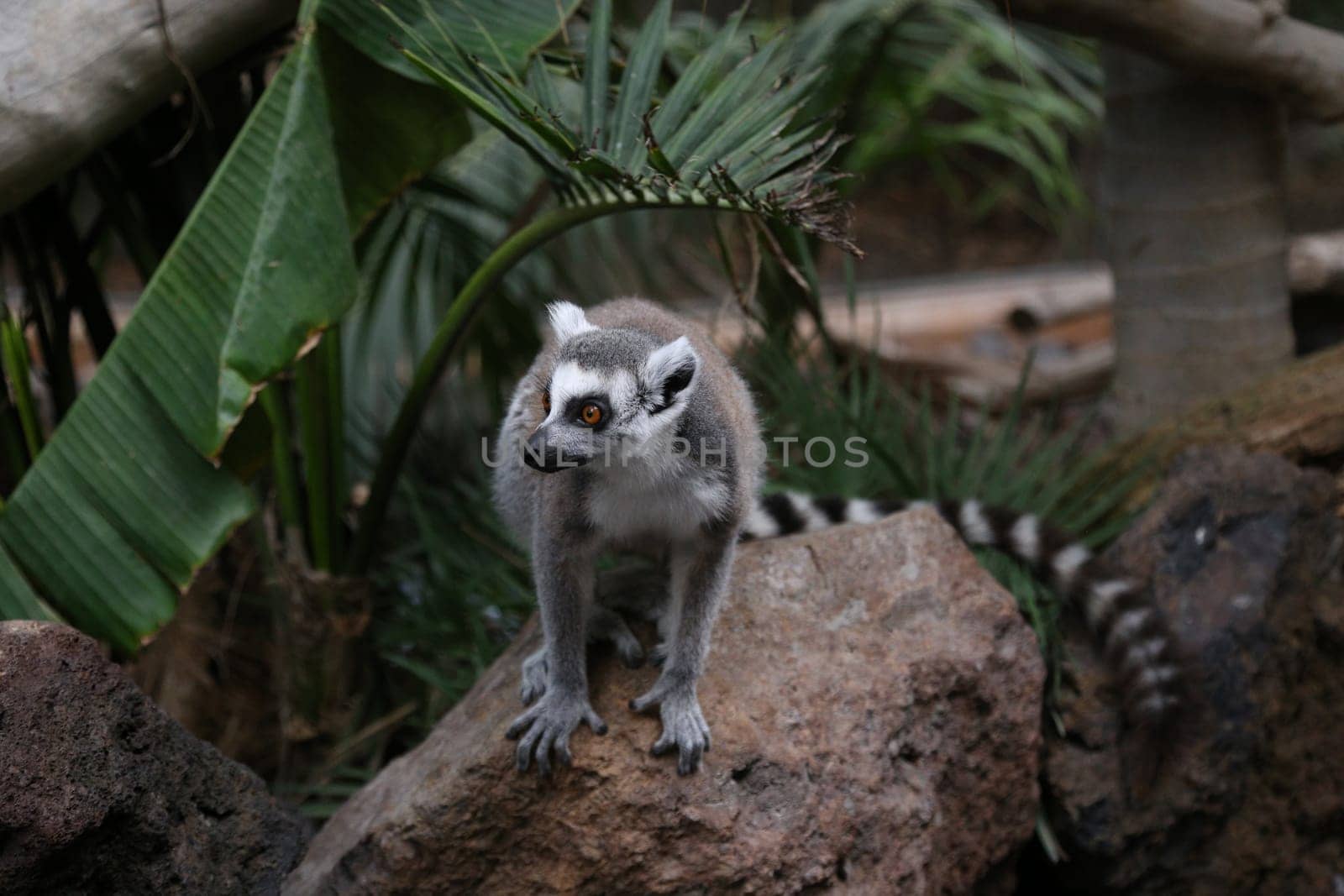 Lemur small funny animal mammal Africa Madagascar