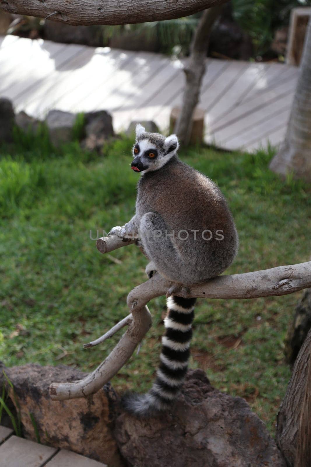 Lemur small funny animal mammal Africa Madagascar