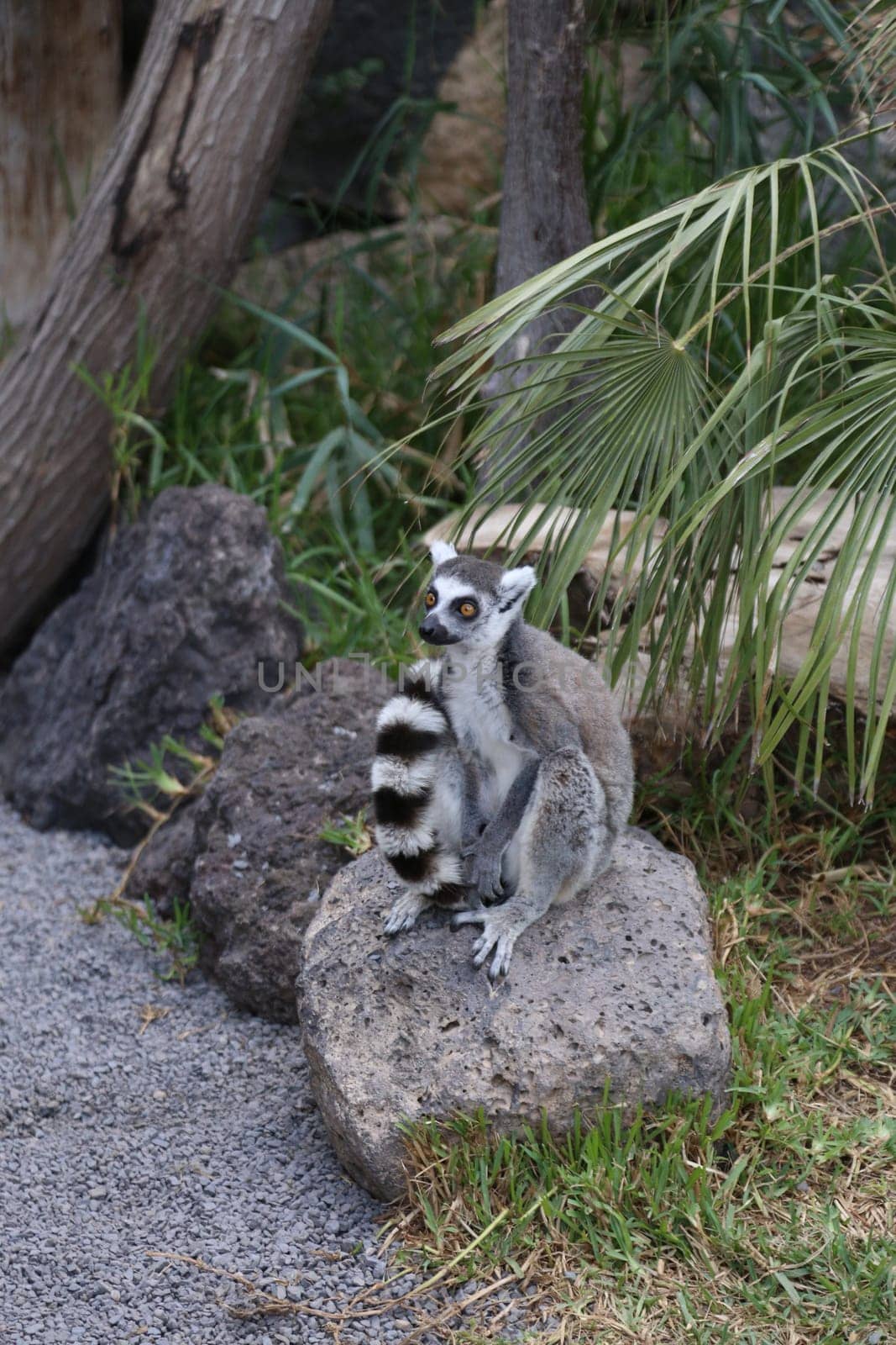 Lemur small funny animal mammal Africa Madagascar