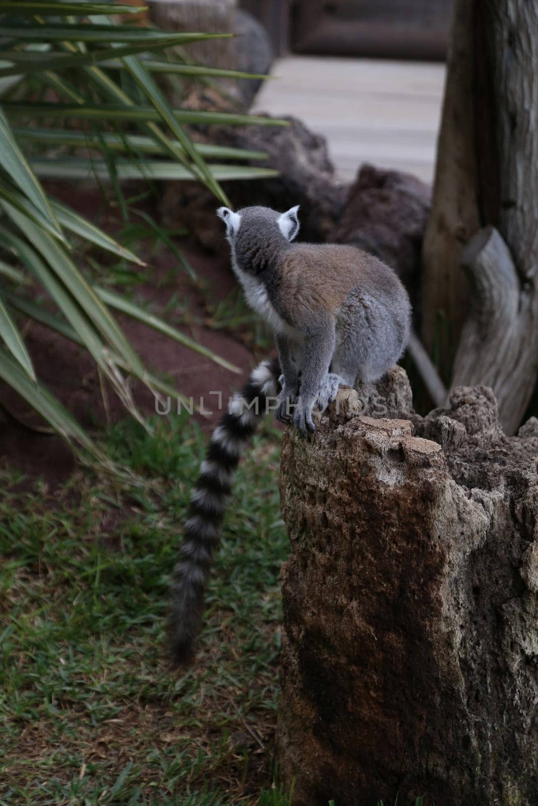 Lemur small funny animal mammal Africa Madagascar
