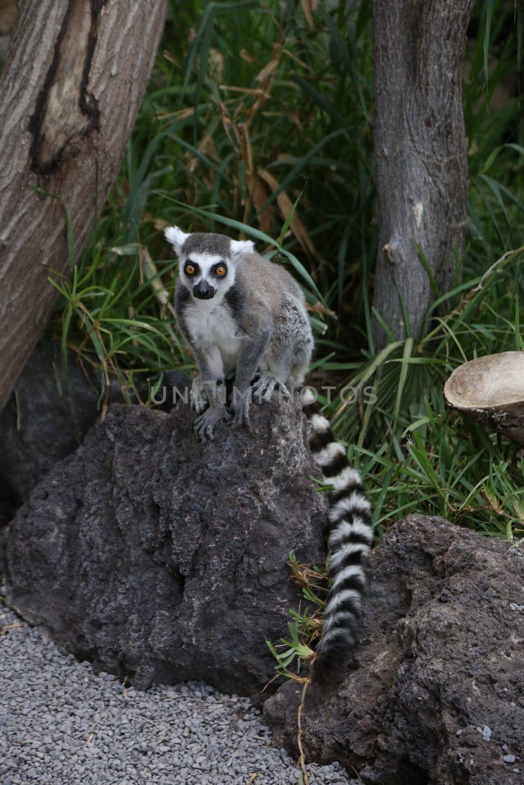 Lemur small funny animal mammal Africa Madagascar