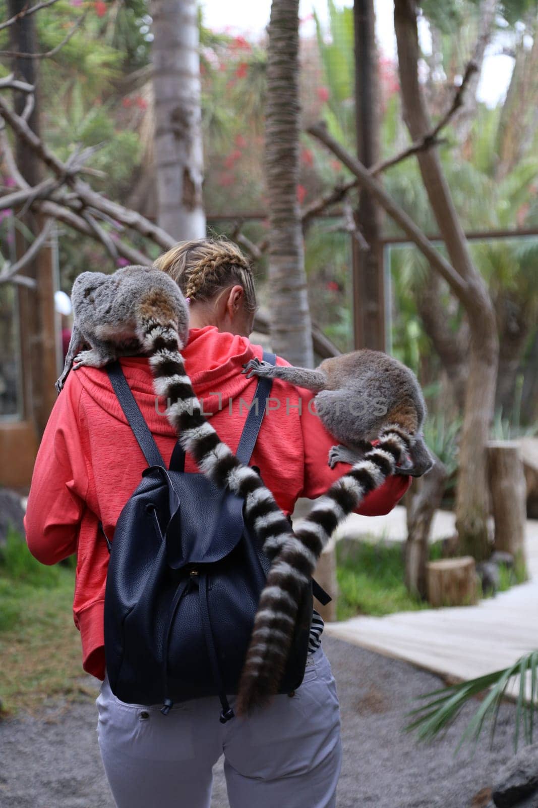 Lemur small funny animal mammal Africa with people