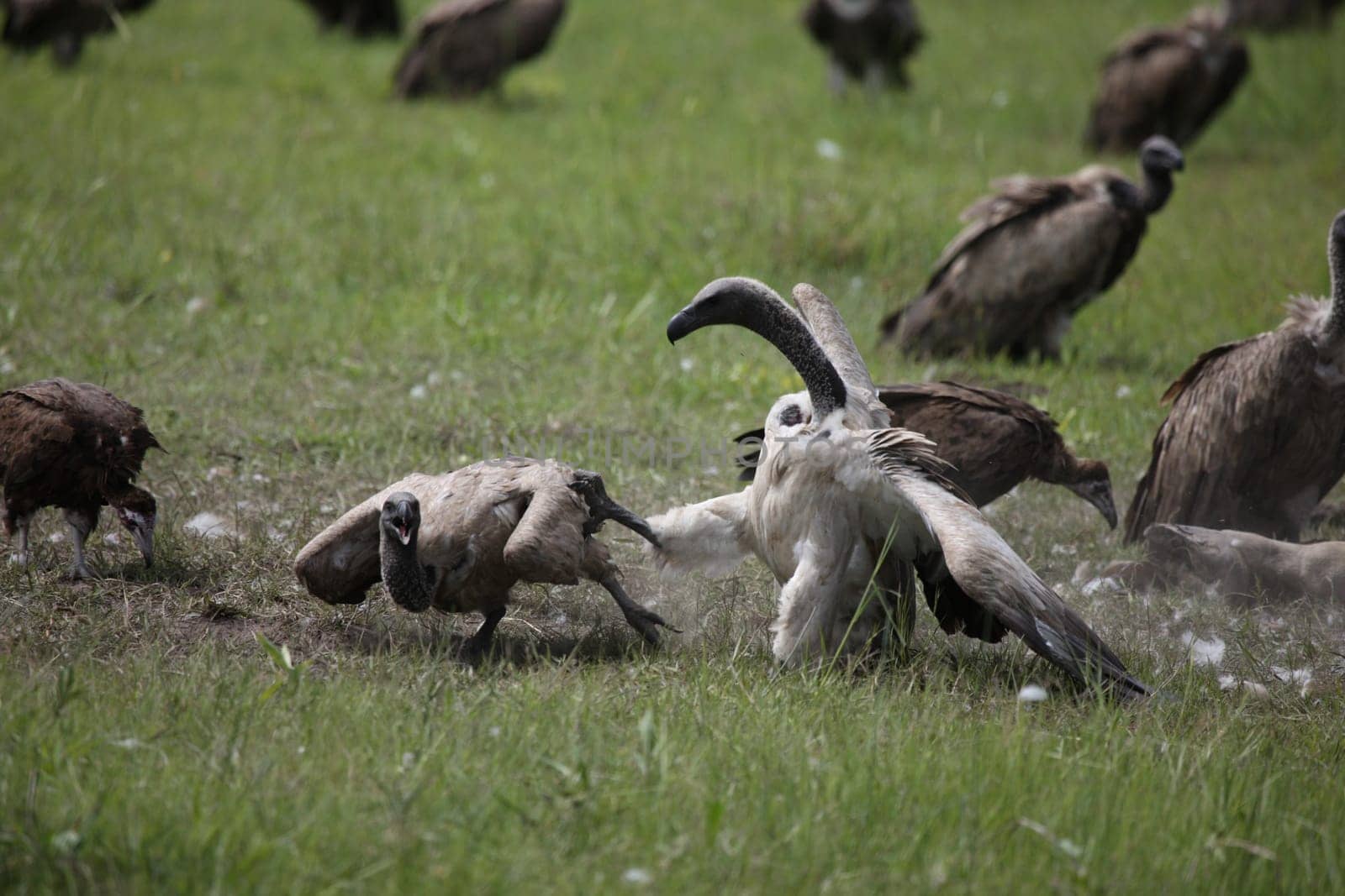 Wild Griffon Vulture Africa savannah Kenya dangerous bird