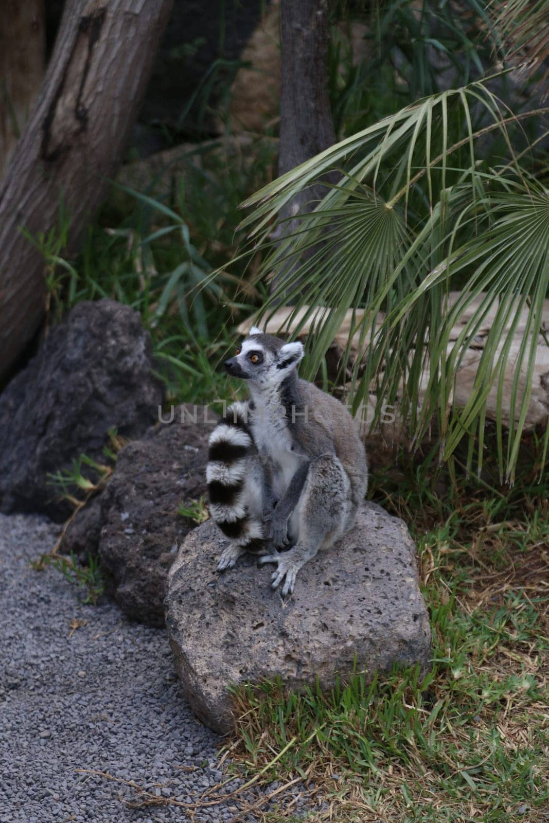Lemur small funny animal mammal Africa Madagascar
