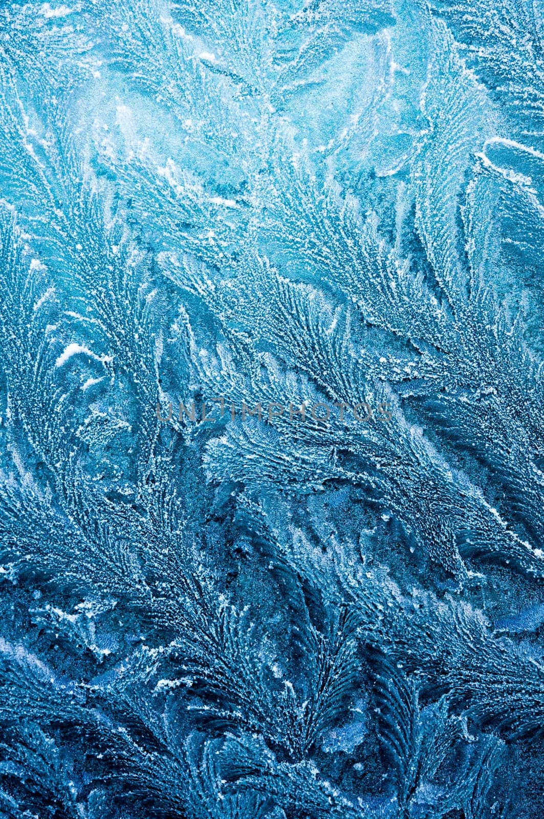 Iceflowers, frozen.The ice-cold frost forms ice crystals in beautiful unique patterns