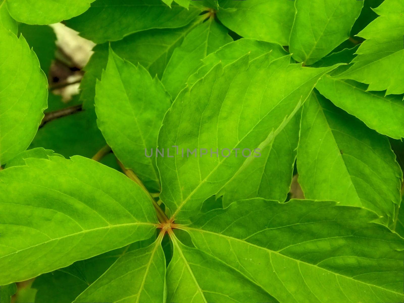 plants