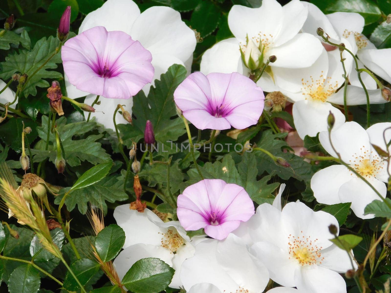 flowers