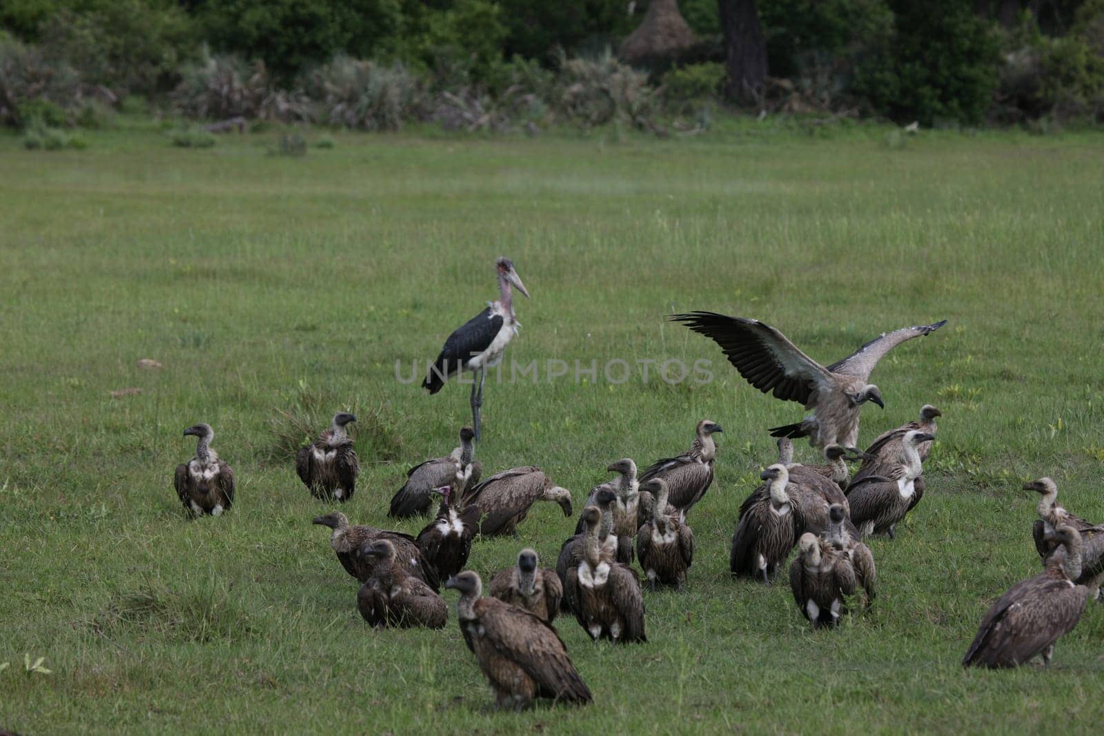 Wild Griffon Vulture Africa savannah Kenya dangerous bird