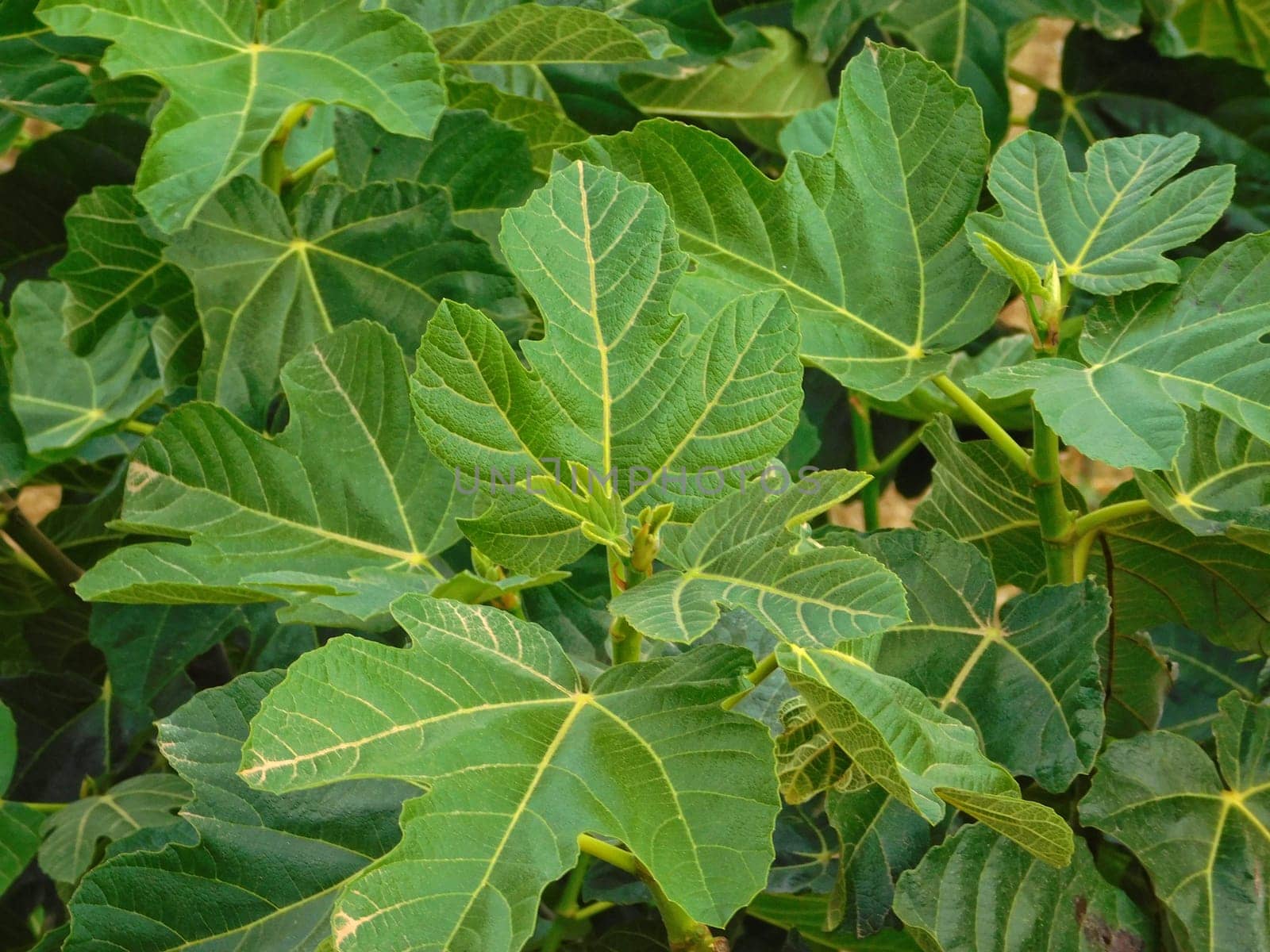 plants