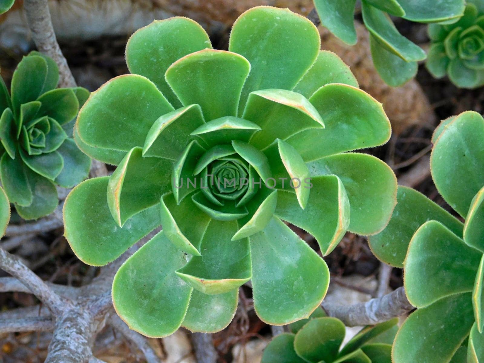 plants