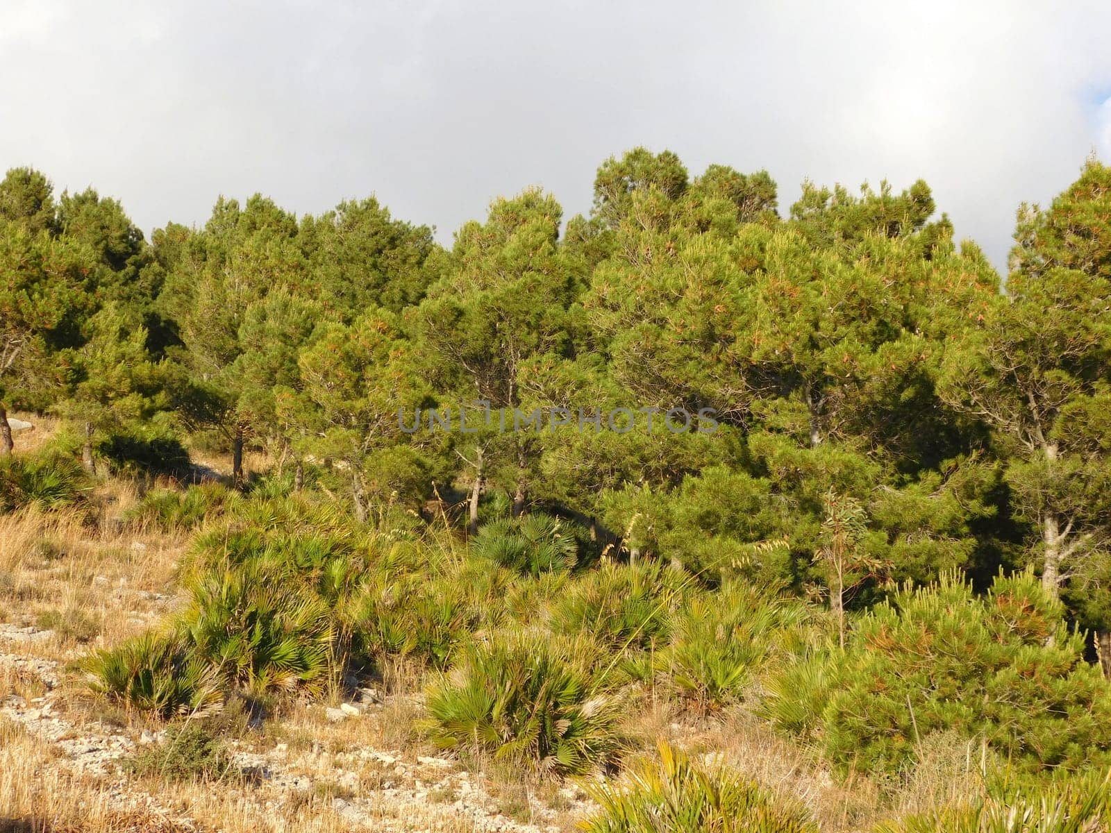 trees