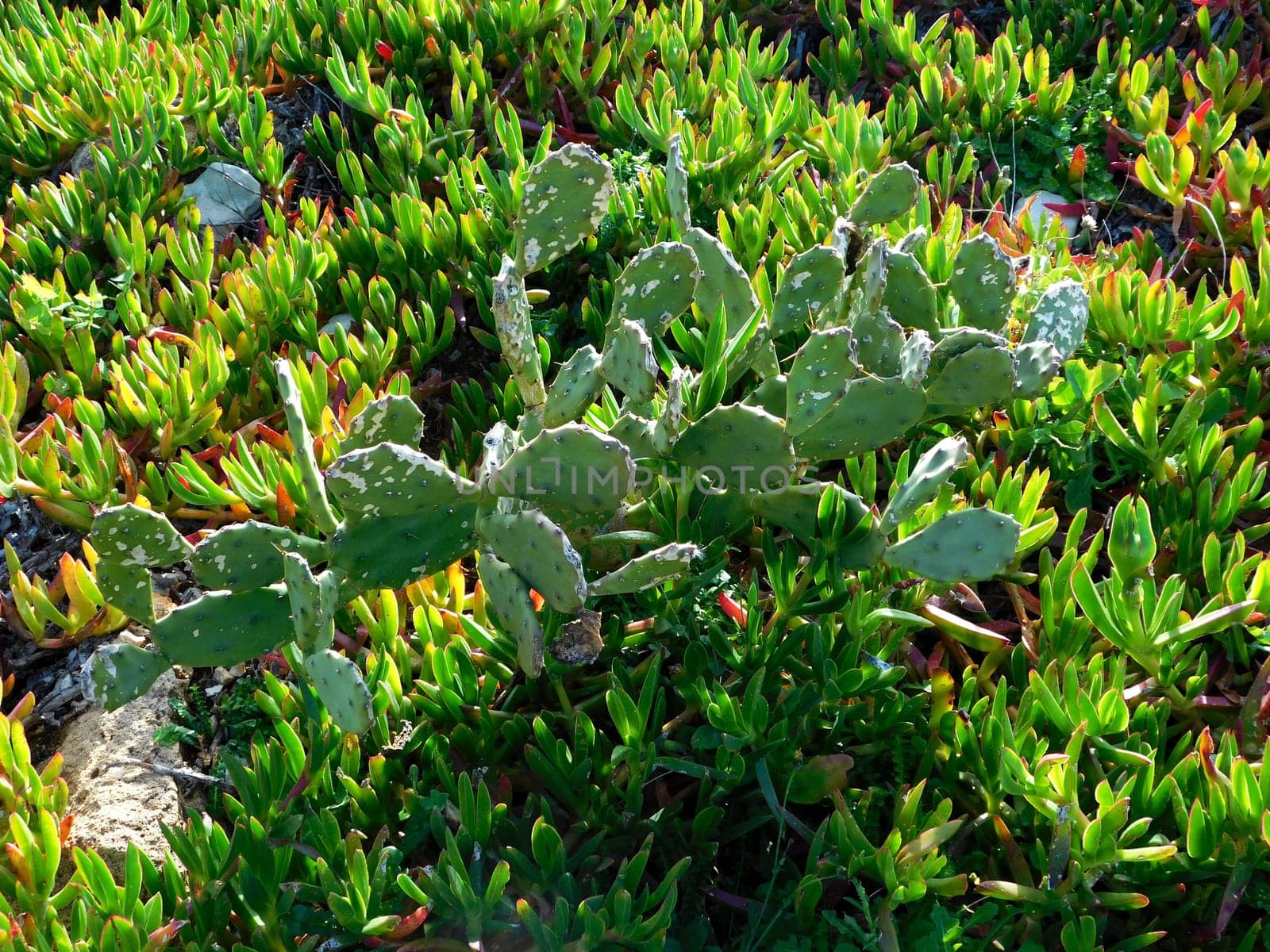 spiny plants