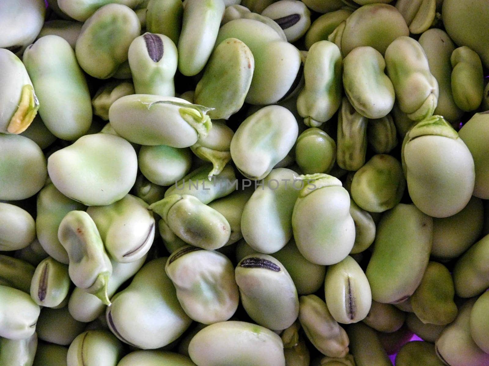 broad bean