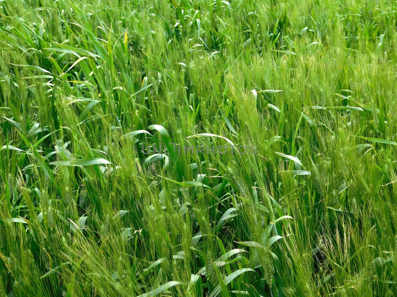 plants