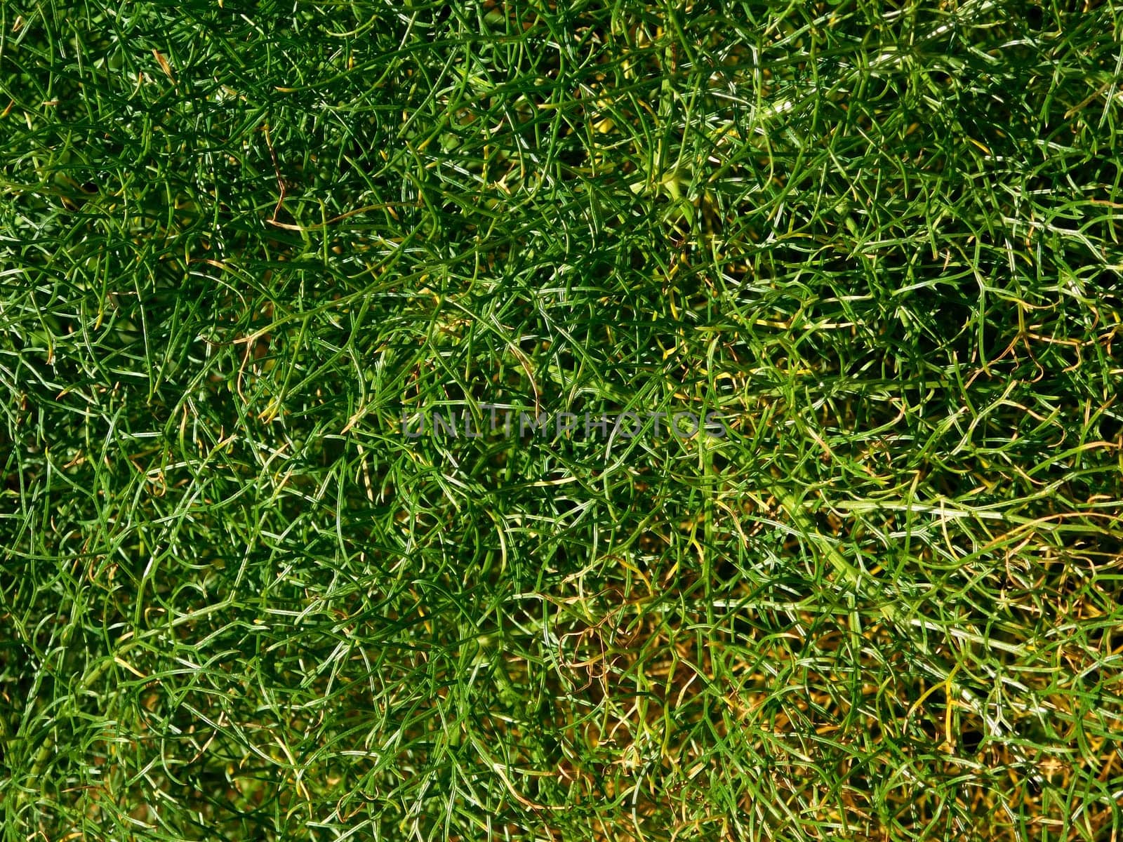 plants