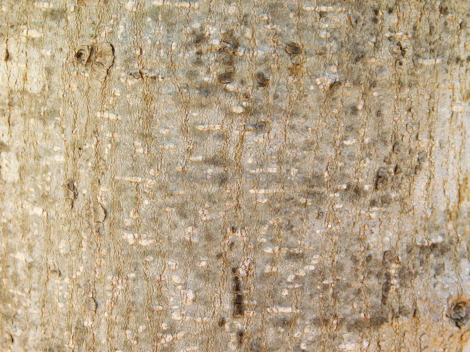 tree trunk texture