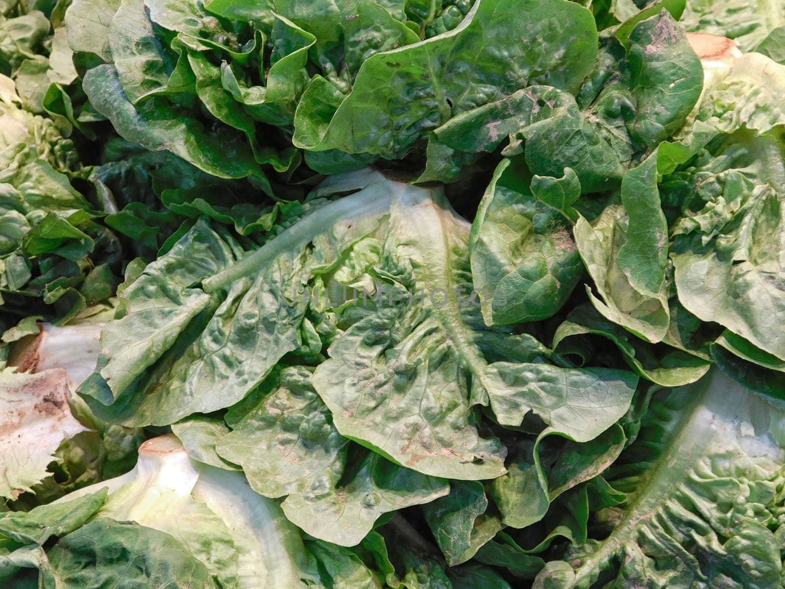salad texture