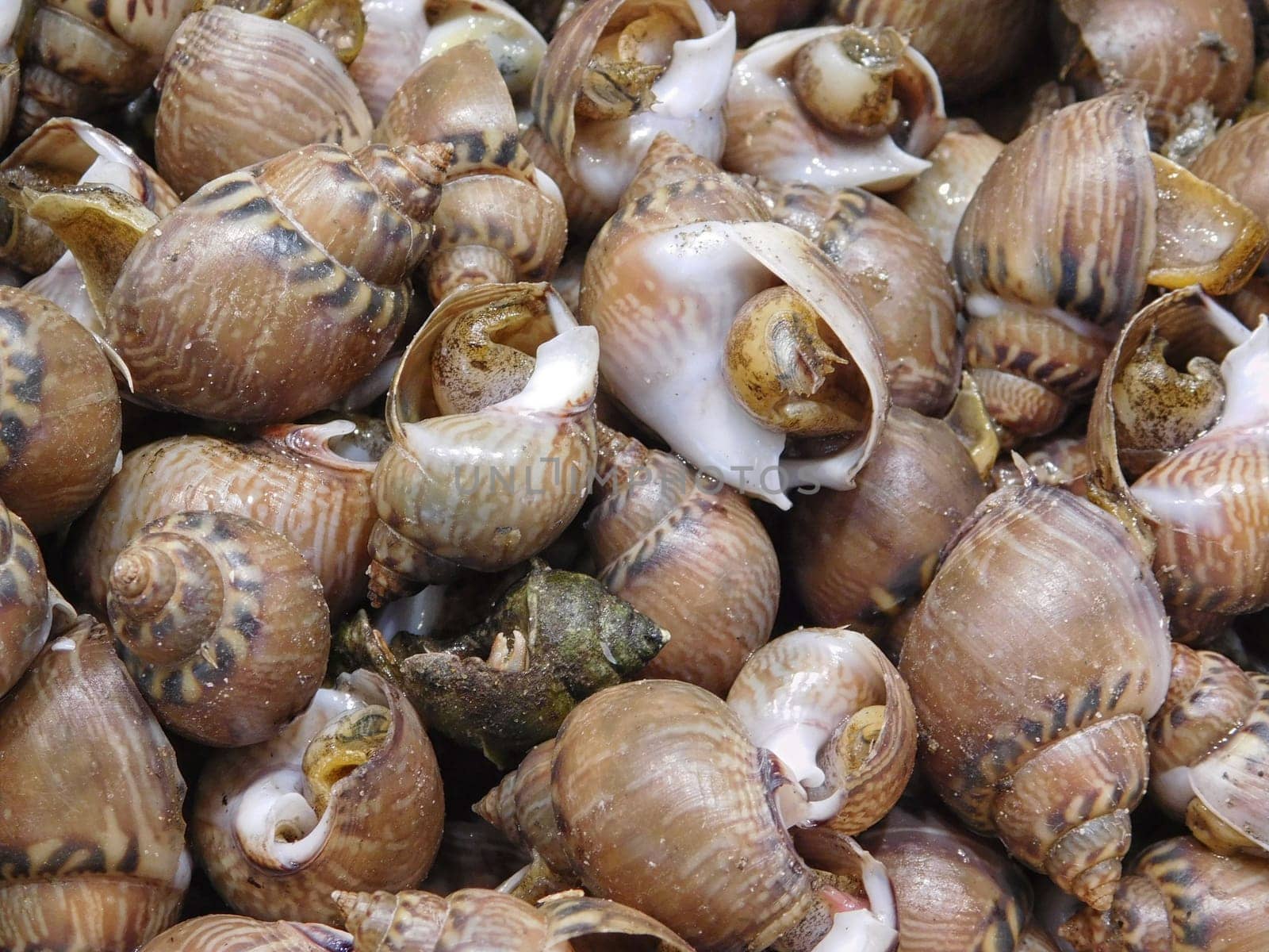 texture of sea snails