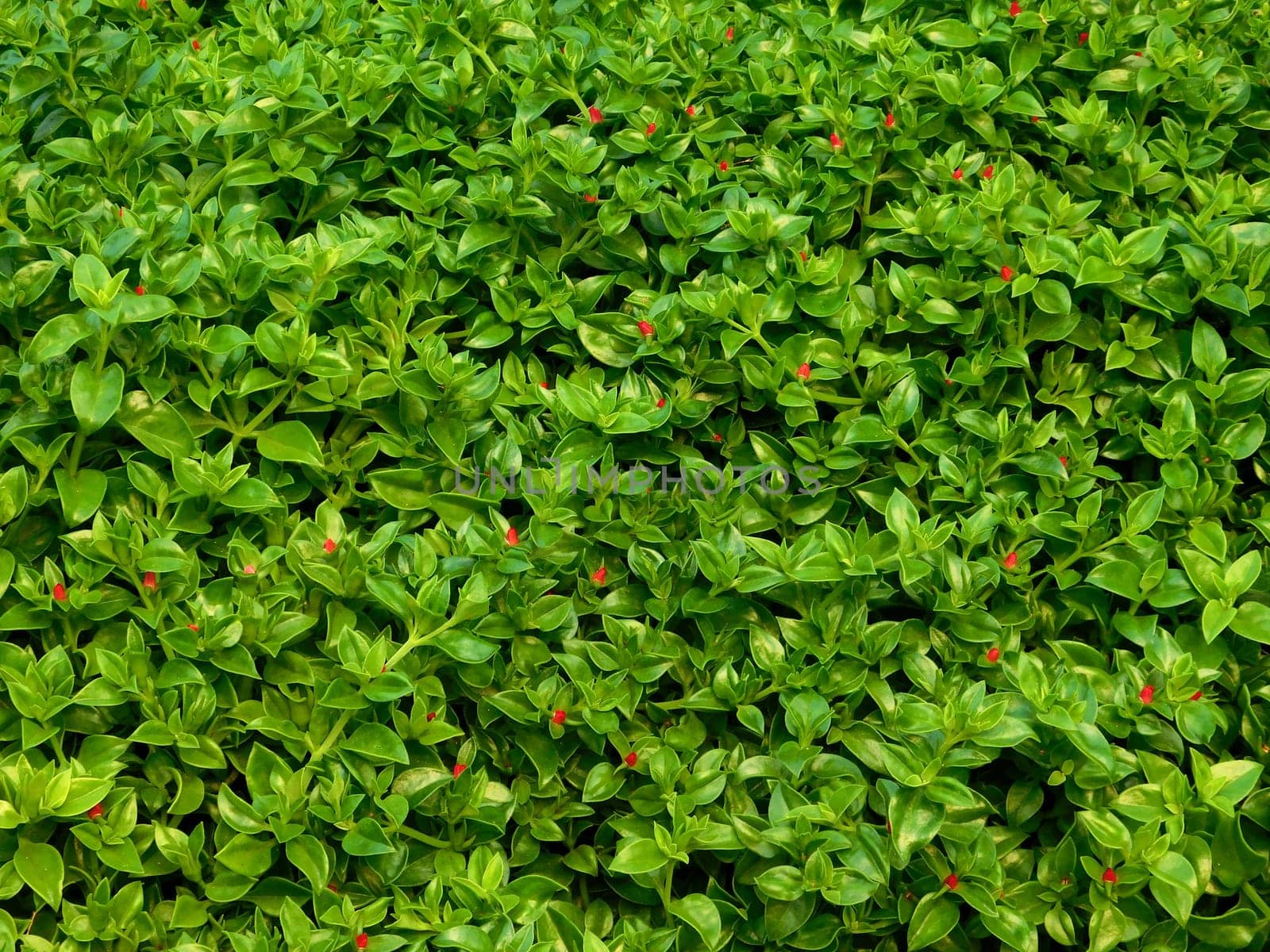 plants