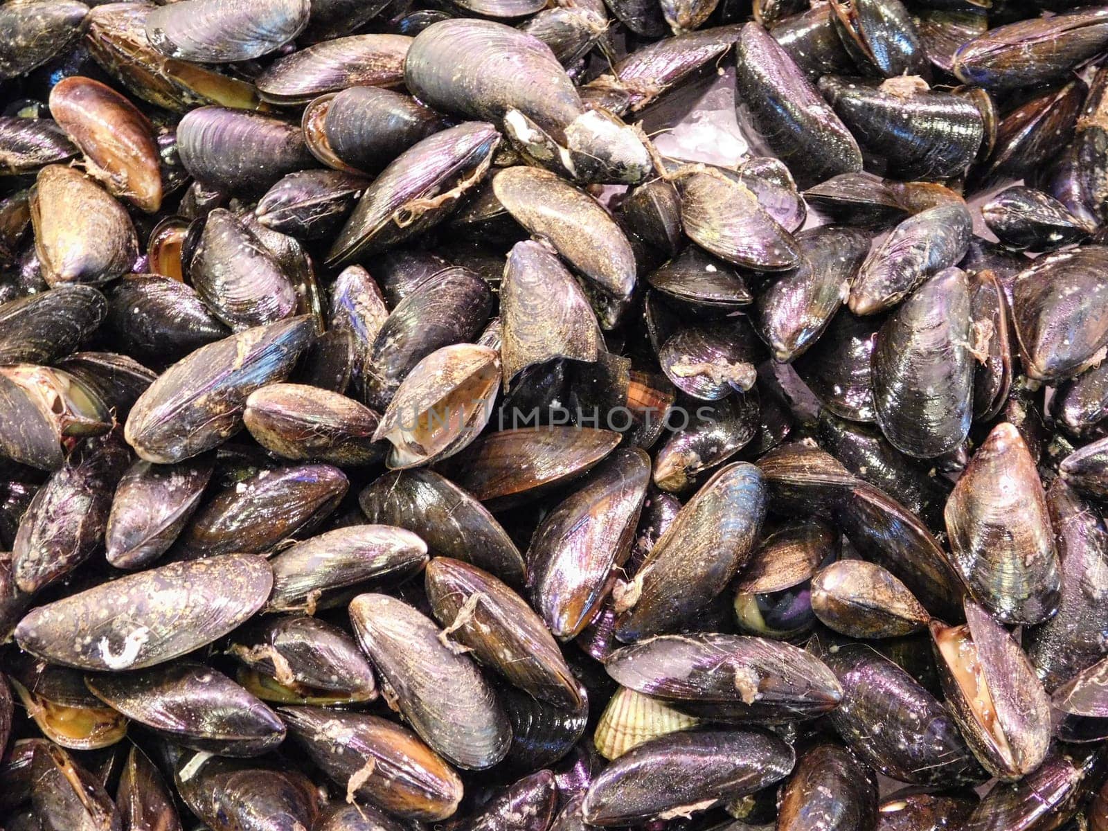 texture of mussels