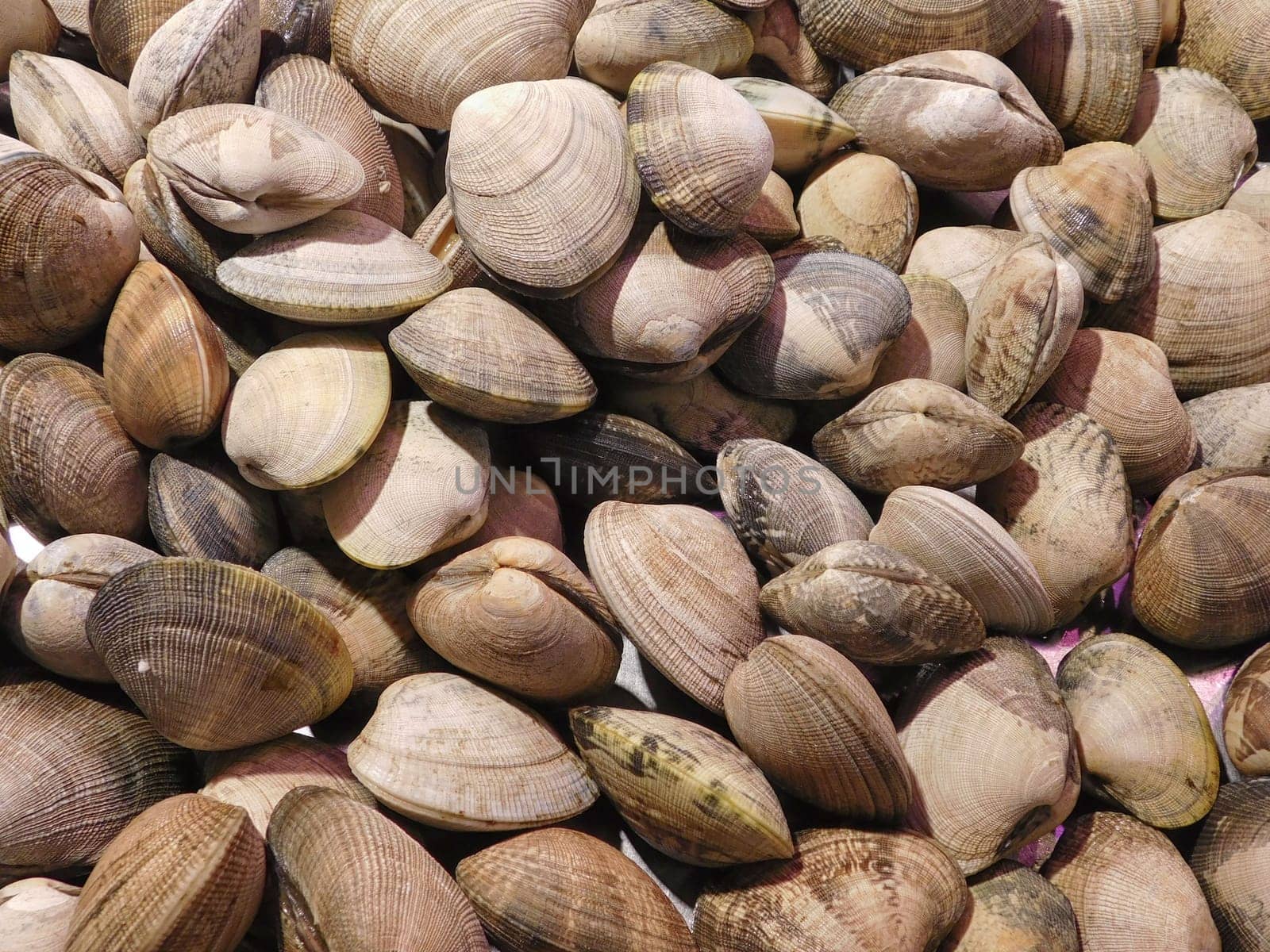 clam texture