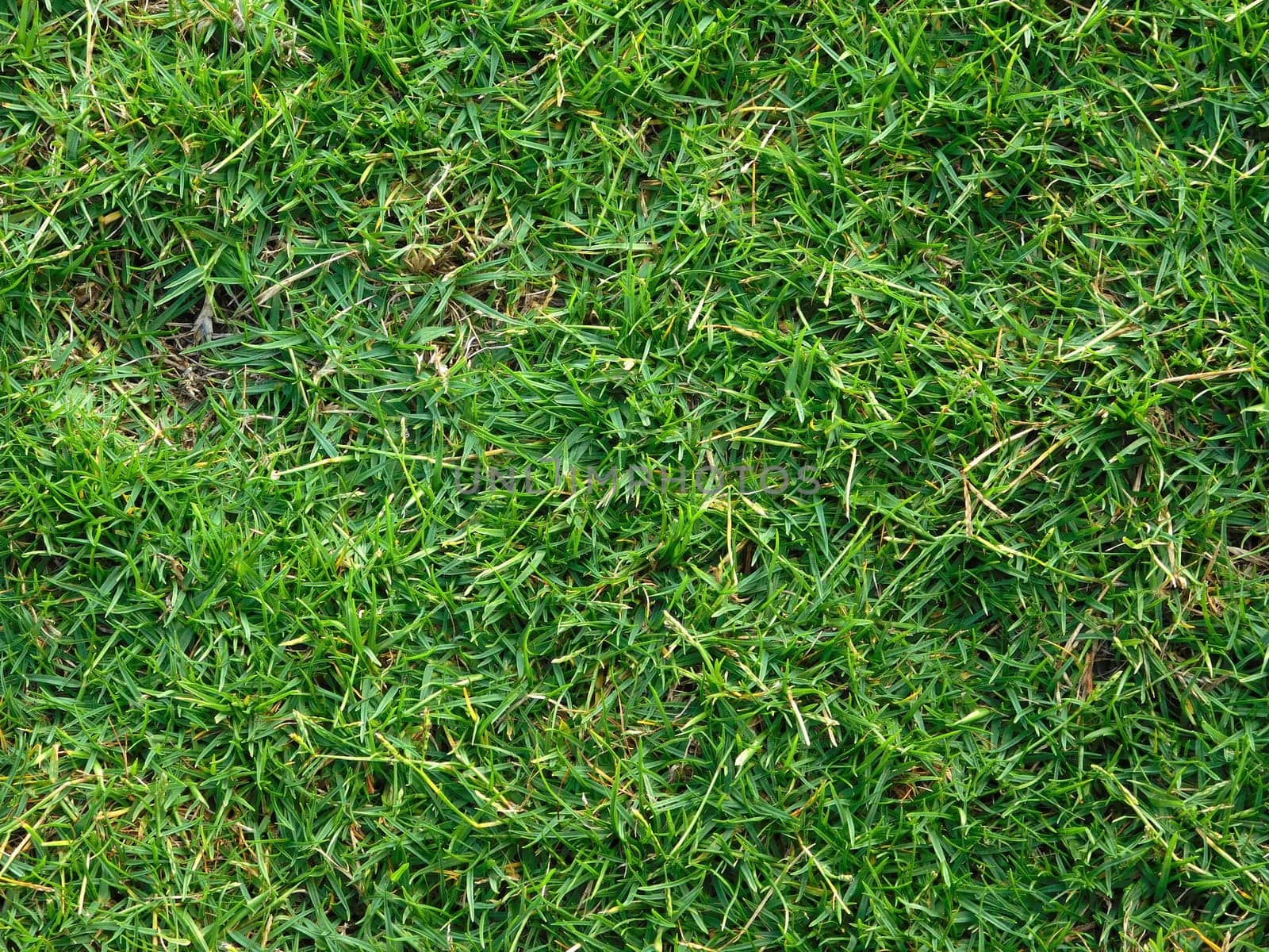lawn texture