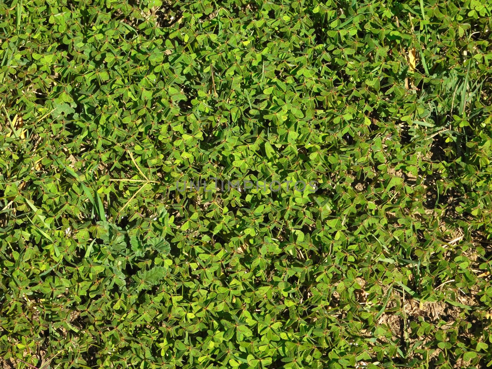 lawn texture