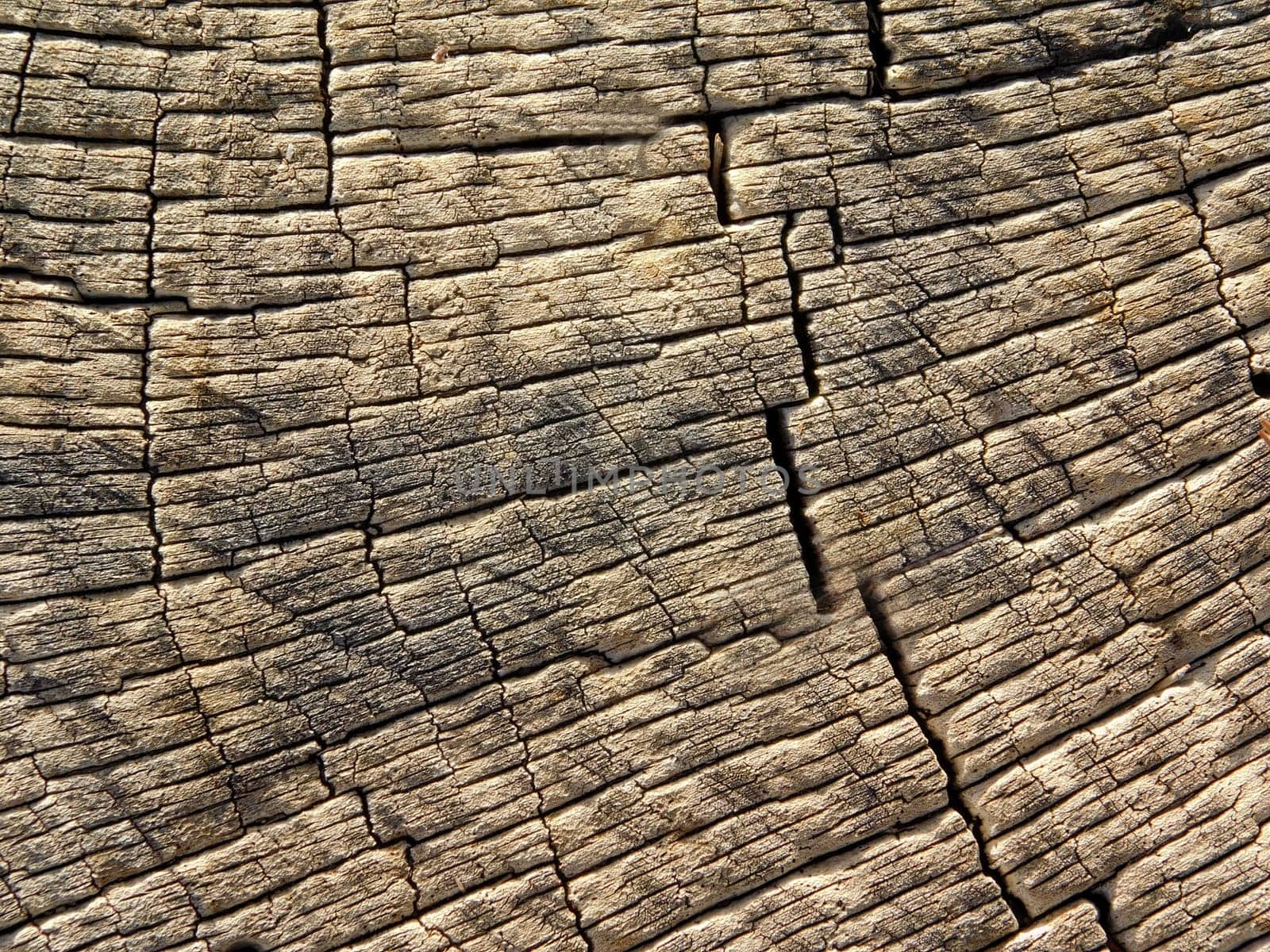 tree trunk texture
