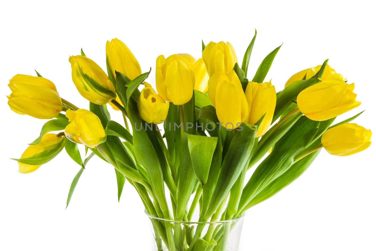 Yellow tulip bouquet on an icy background