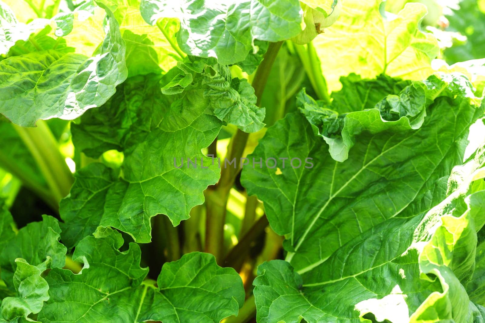 More about large rhubarb bubblers