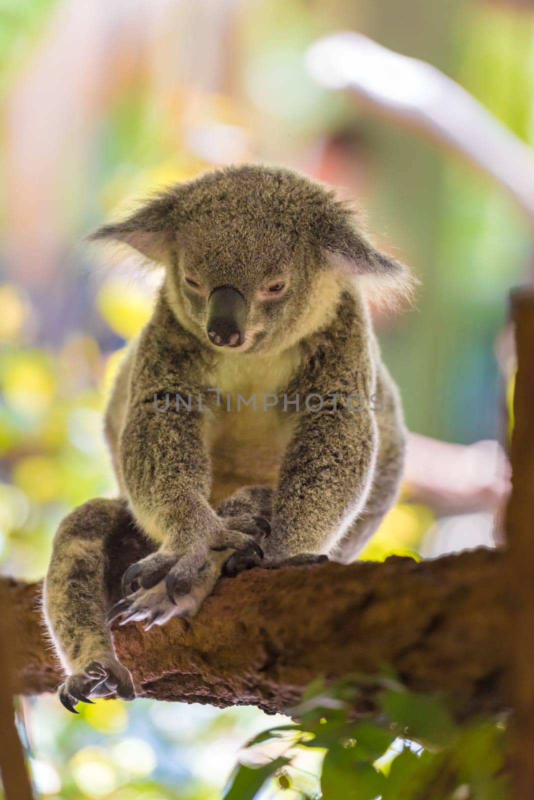 Portrait of koala, an arboreal herbivorous marsupial native to Australia, typically inhabiting open eucalypt woodlands.