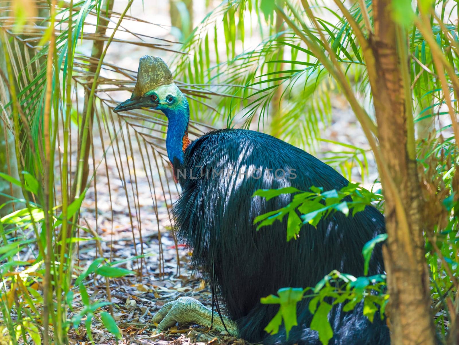 Portrait of Cassowary bird, native to the tropical forests of New Guinea and northeastern Australia.