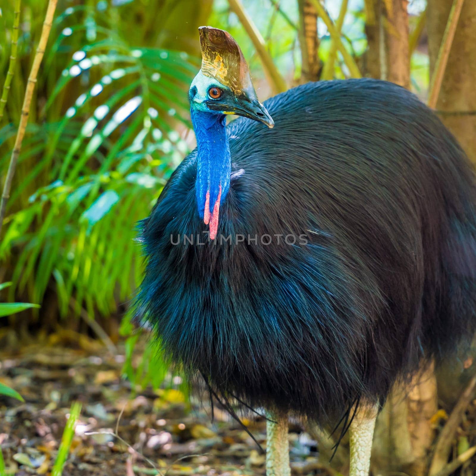 Portrait of Cassowary bird, native to the tropical forests of New Guinea and northeastern Australia.
