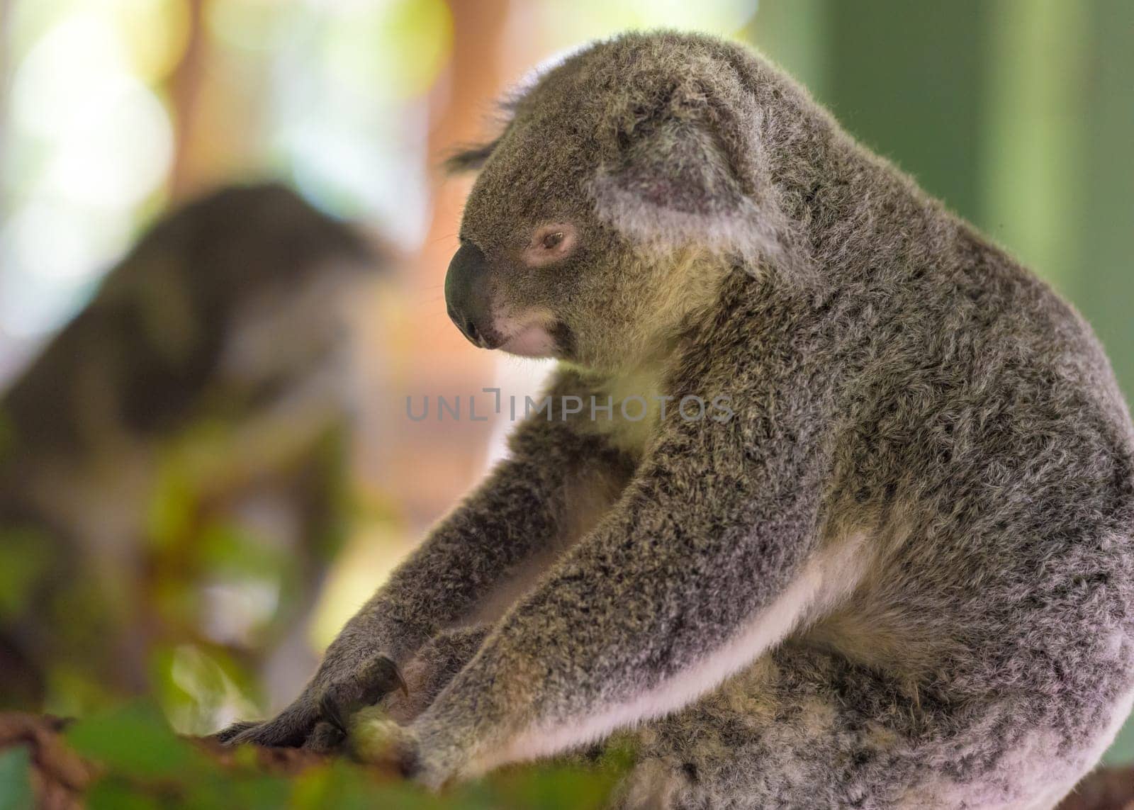 Portrait of koala, an arboreal herbivorous marsupial native to Australia, typically inhabiting open eucalypt woodlands.
