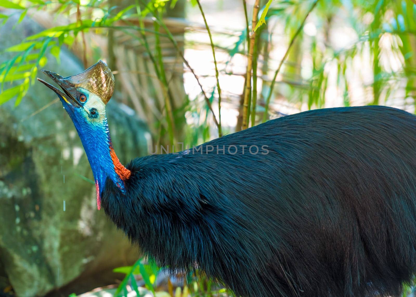 Portrait of Cassowary bird, native to the tropical forests of New Guinea and northeastern Australia.