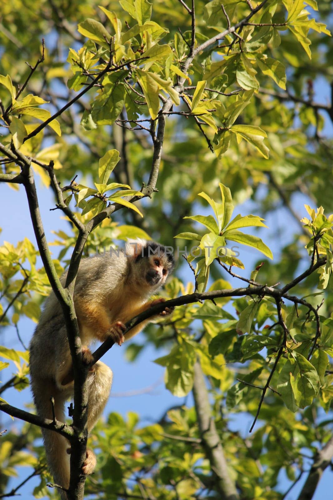 Playful squirrel monkey from brazil climbing in trees