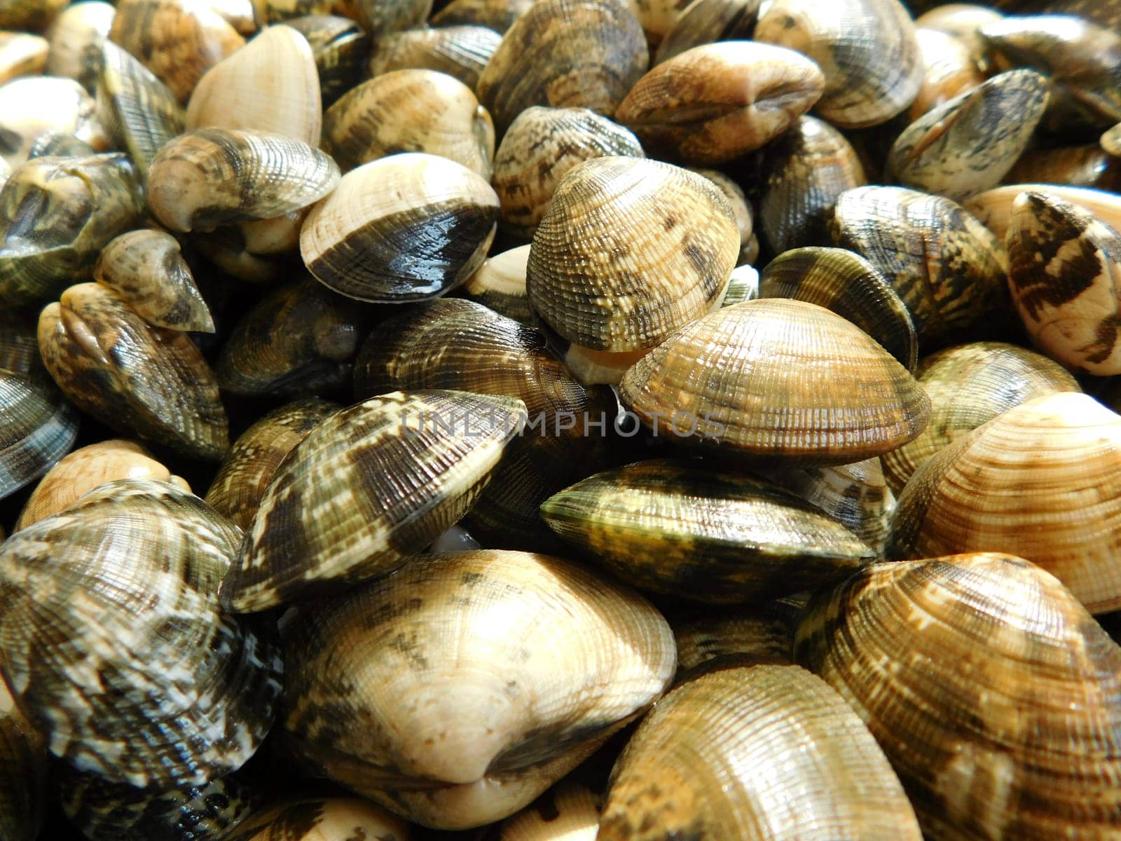 clam texture