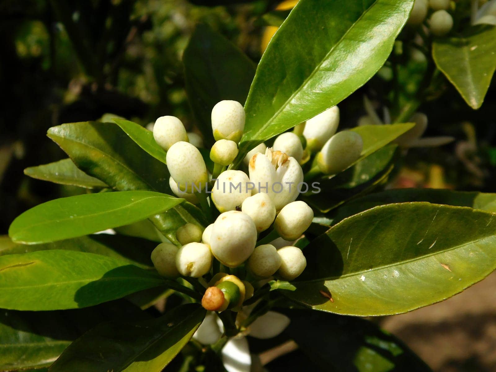 plant