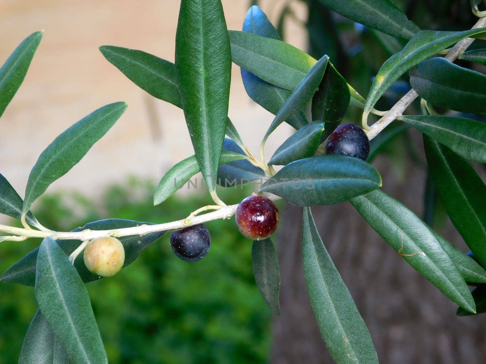 olive tree