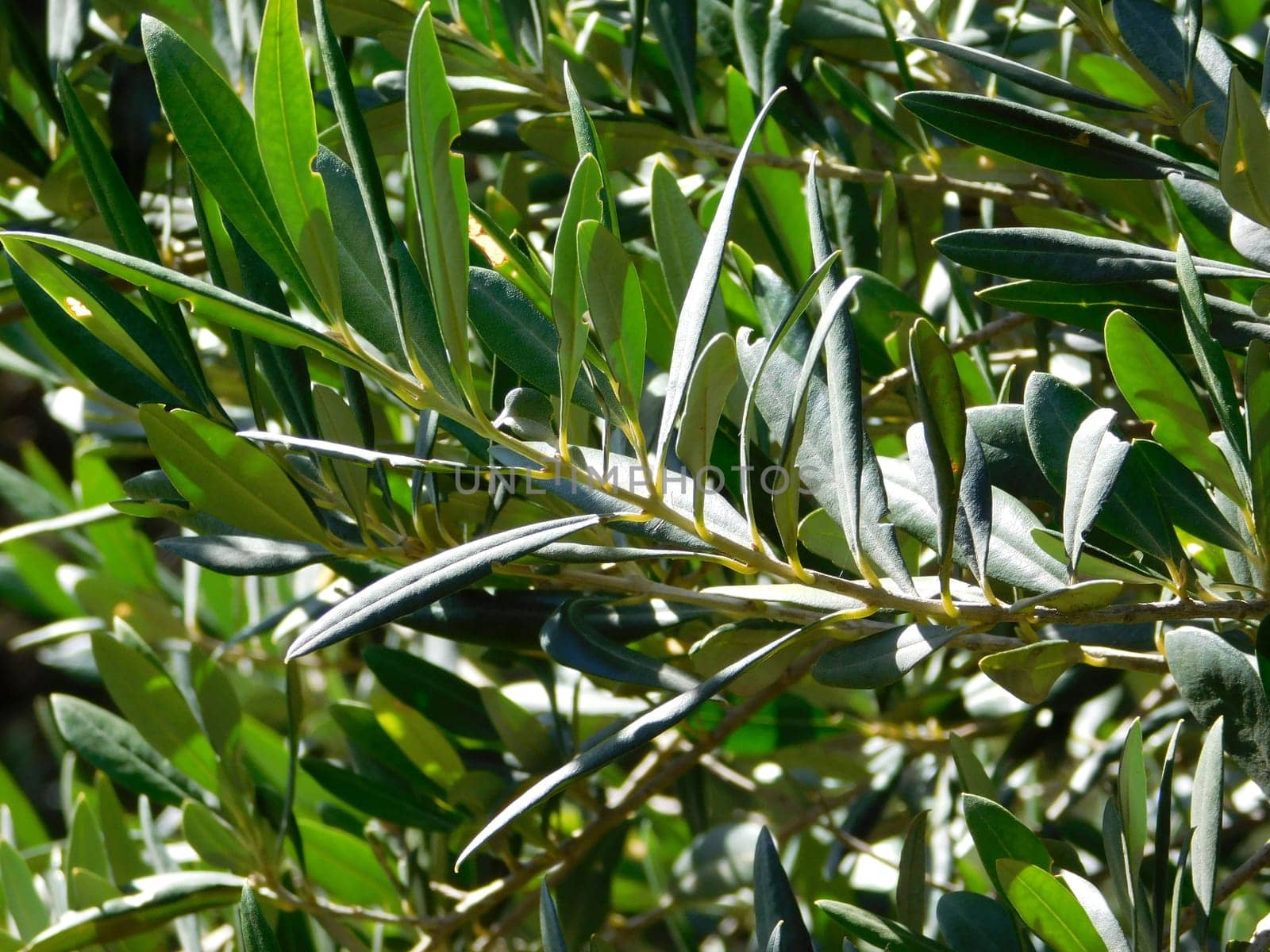 olive tree