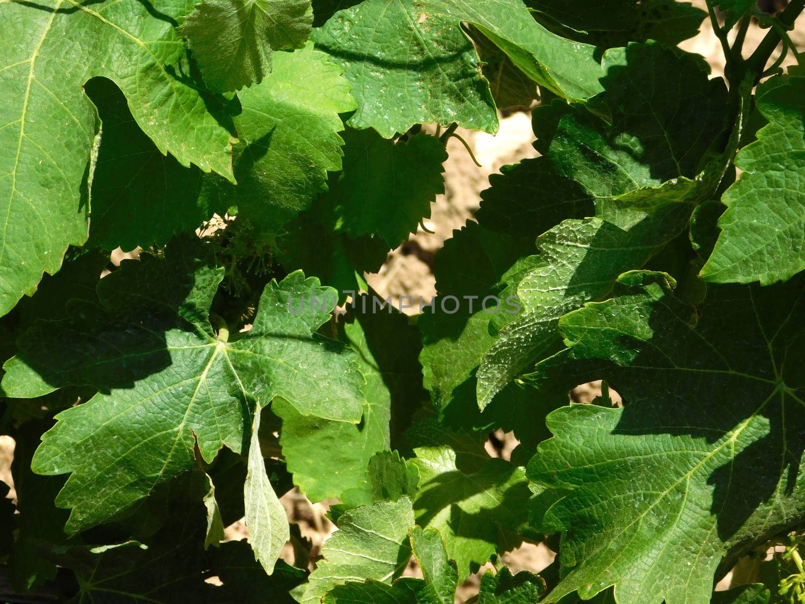 grape vine leaves