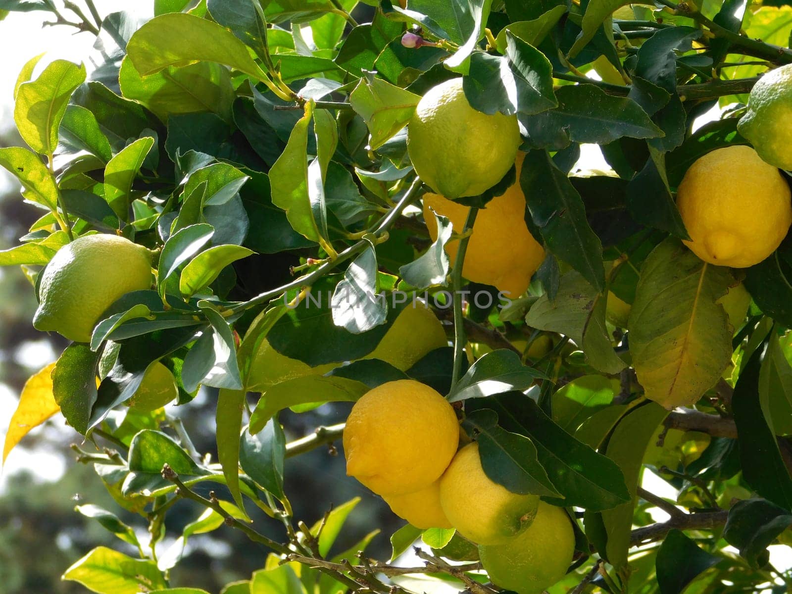 orange tree