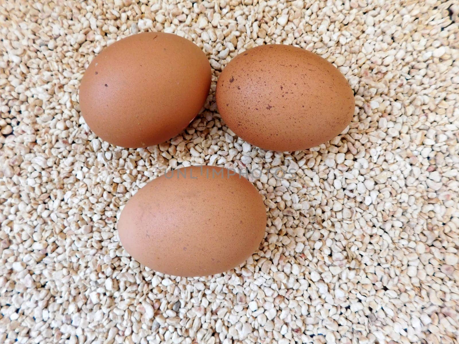 eggs
