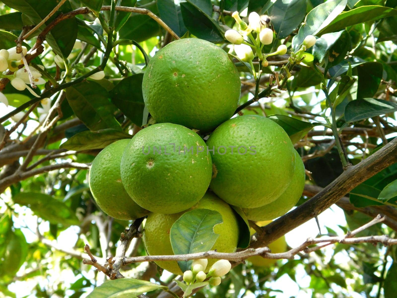 orange tree
