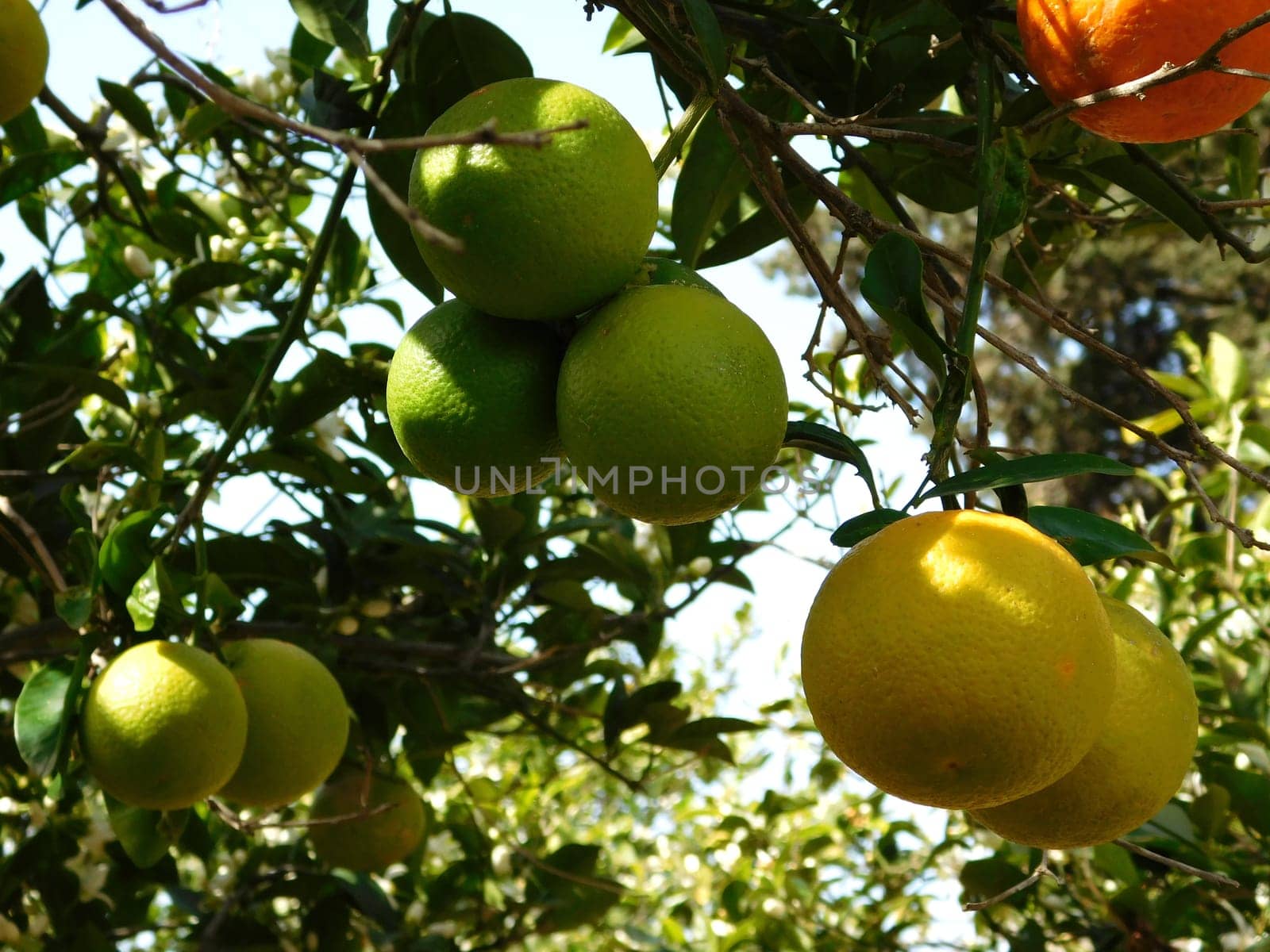 orange tree