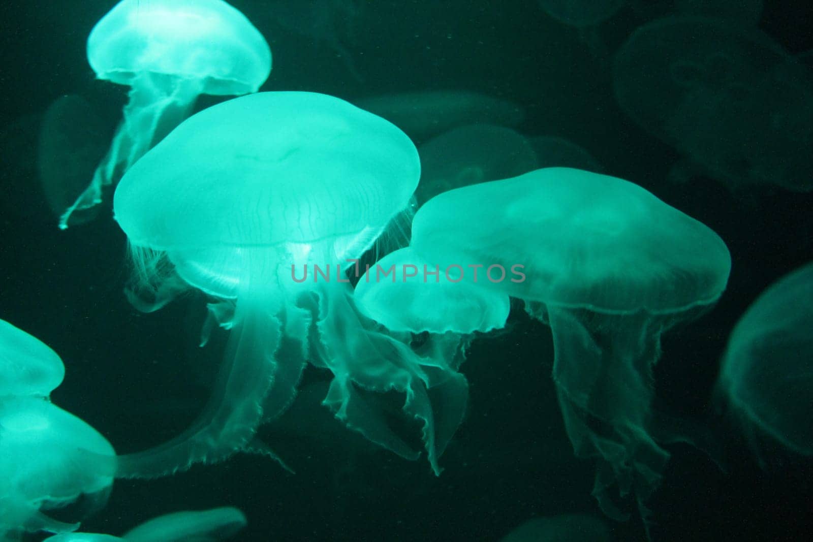 jellyfish Bioluminescence floating underwater