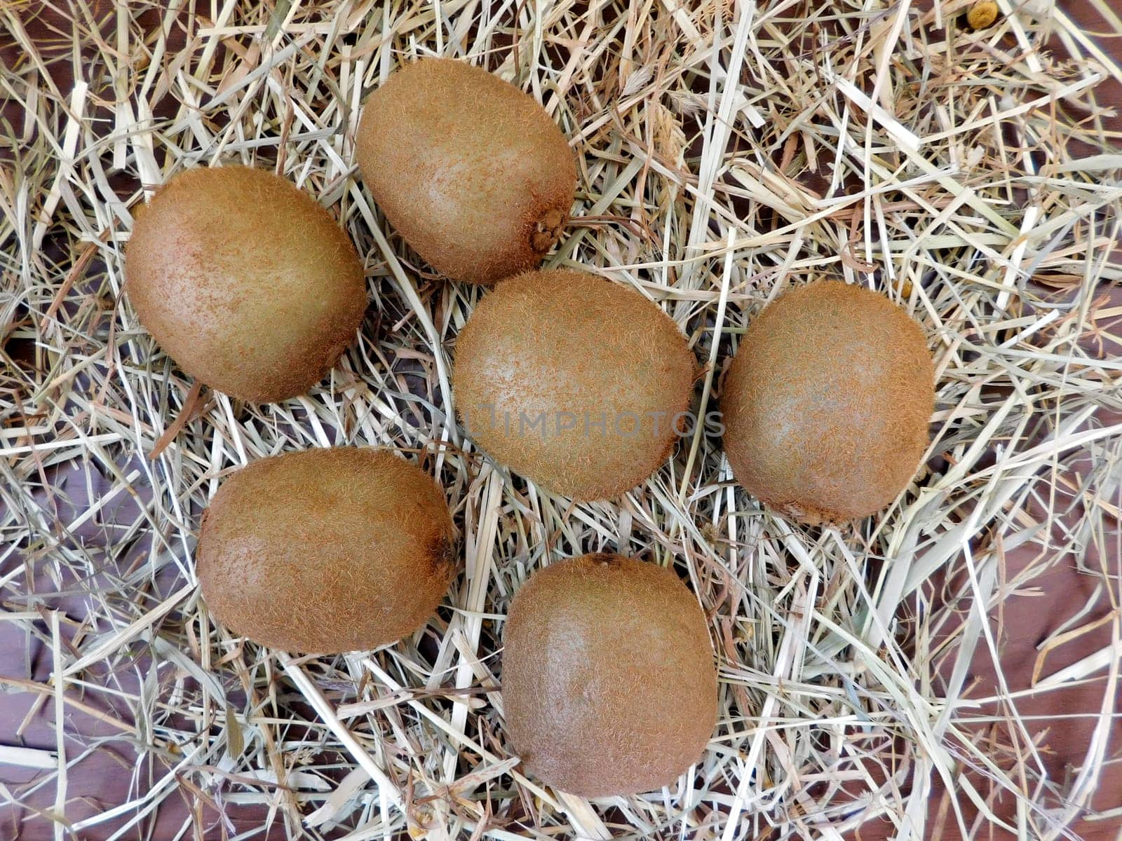 Kiwi