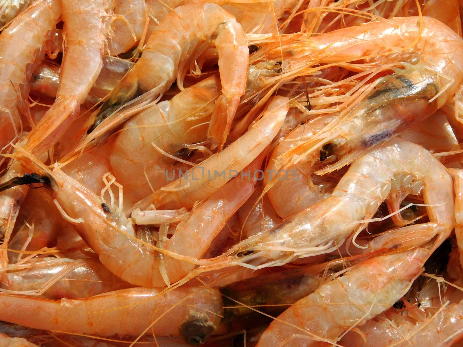 shrimp