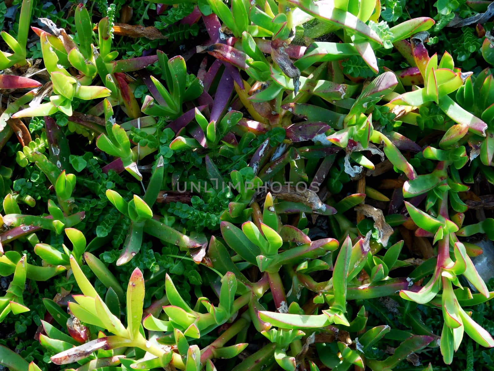 plants