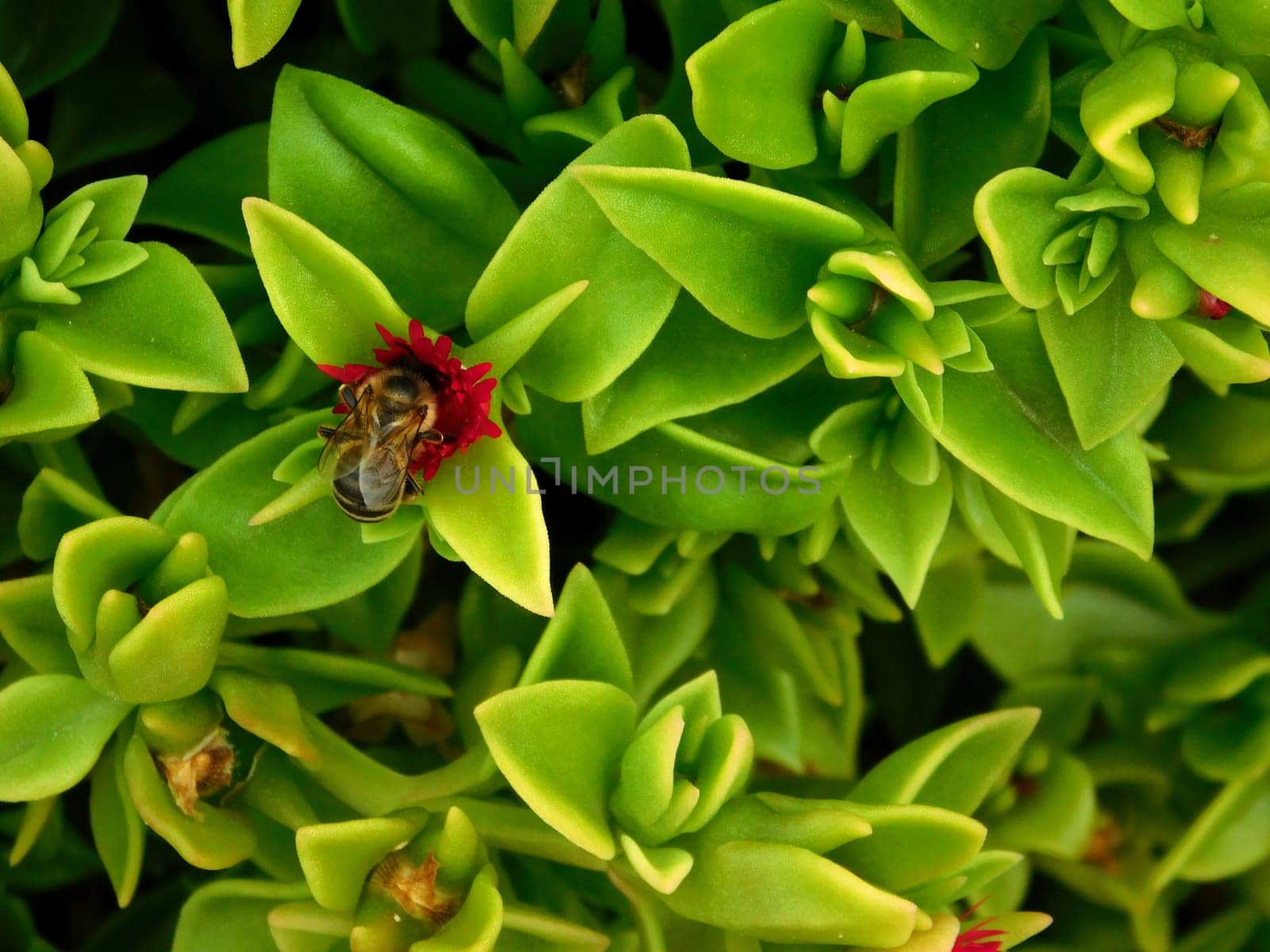 plants